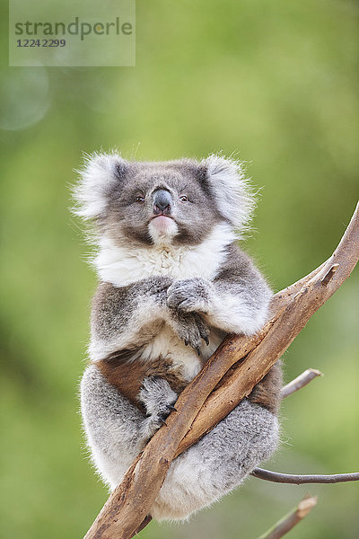 Koala  Phascolarctos cinereus  Victoria  Australien