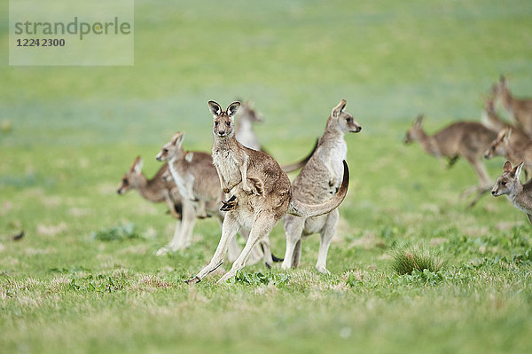 Östliche graue Riesenkängurus  Macropus giganteus  Victoria  Australien