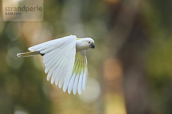 Gelbhaubenkakadu  Cacatua galerita  Dandenong-Ranges-Nationalpark  Victoria  Australien