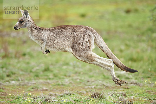 Östliches graues Riesenkänguru  Macropus giganteus  Victoria  Australien