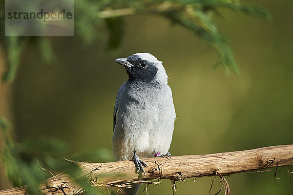 Schwarzgesicht-Raupenfänger  Coracina novaehollandiae  Victoria  Australien