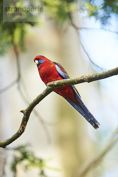 Pennantsittich  Platycercus elegans  Dandenong-Ranges-Nationalpark  Victoria  Australien