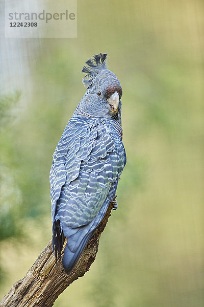 Helmkakadu  Callocephalon fimbriatum  Victoria  Australien