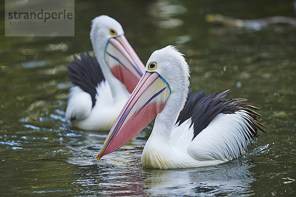 Zwei Brillenpelikane  Pelecanus conspicillatus  New South Wales  Australien