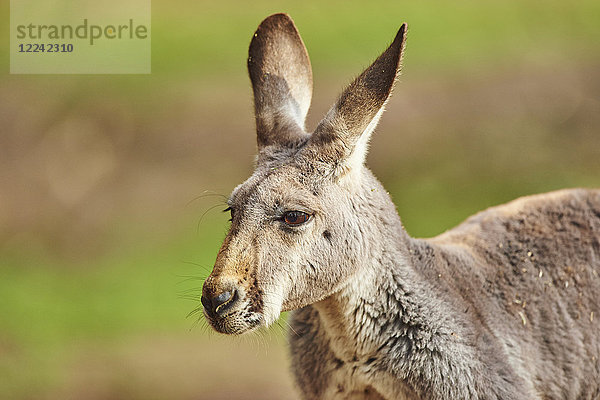 Östliches graues Riesenkänguru  Macropus giganteus  Victoria  Australien