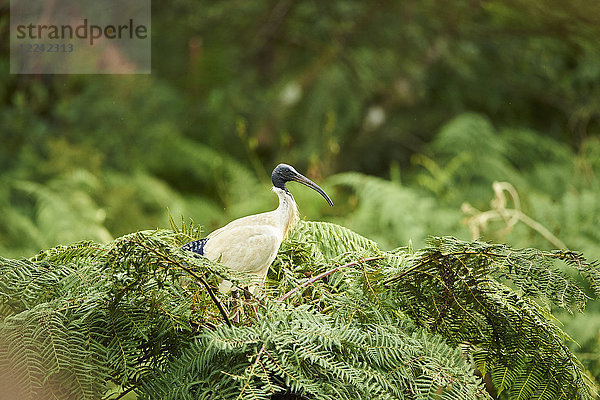 Molukken ibis  Threskiornis moluccus  Victoria  Australien