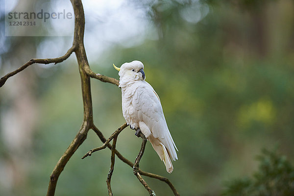 Gelbhaubenkakadu  Cacatua galerita  Dandenong-Ranges-Nationalpark  Victoria  Australien