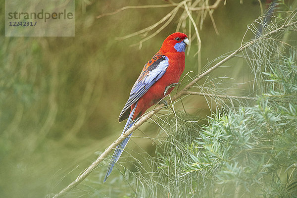 Pennantsittich  Platycercus elegans  Great-Otway-Nationalpark  Victoria  Australien