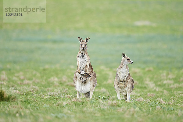 Östliche graue Riesenkängurus  Macropus giganteus  Victoria  Australien