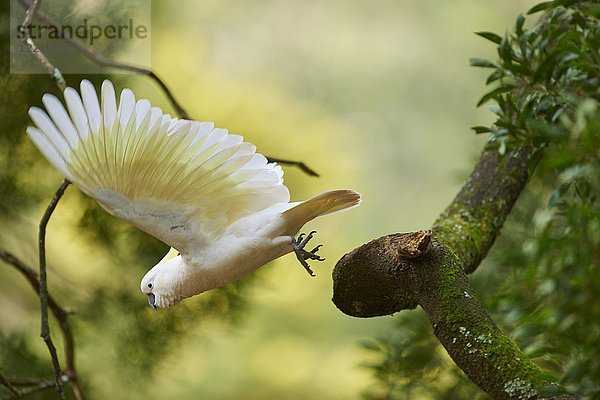 Gelbhaubenkakadu  Cacatua galerita  Dandenong-Ranges-Nationalpark  Victoria  Australien