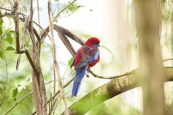 Pennantsittich  Platycercus elegans  Dandenong-Ranges-Nationalpark  Victoria  Australien