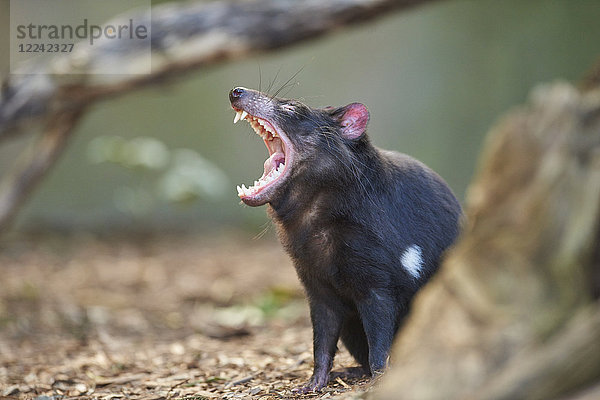 Tasmanischer Teufel  Sarcophilus harrisii  Victoria  Australien