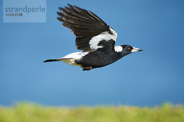 Flötenvogel  Cracticus tibicen  Victoria  Australien