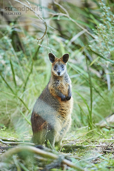 Sumpfwallaby  Wallabia bicolor  Victoria  Australien