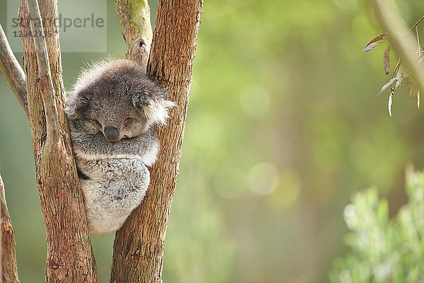 Koala  Phascolarctos cinereus  Victoria  Australien