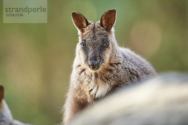 Bürstenschwanz-Felskänguru  Petrogale penicillata  Victoria  Australien