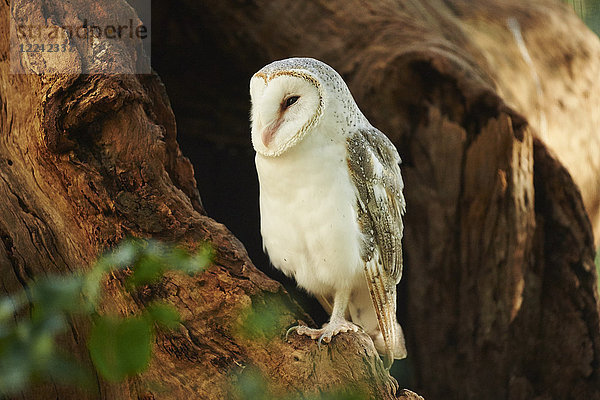 Schleiereule  Tyto alba  Victoria  Australien