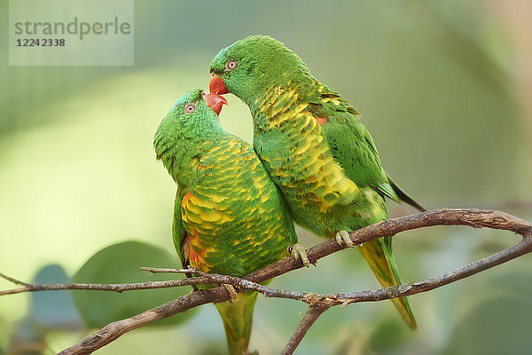 Zwei Schuppenloris  Trichoglossus chlorolepidotus  Victoria  Australien