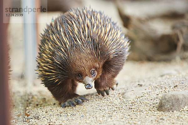 Ameisenigel  Echidna  Victoria  Australien