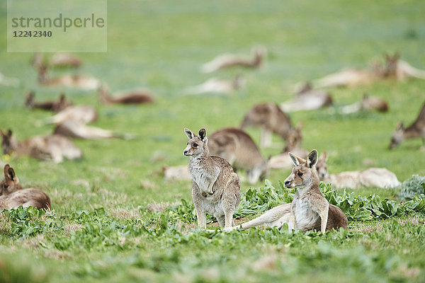 Östliche graue Riesenkängurus  Macropus giganteus  Victoria  Australien