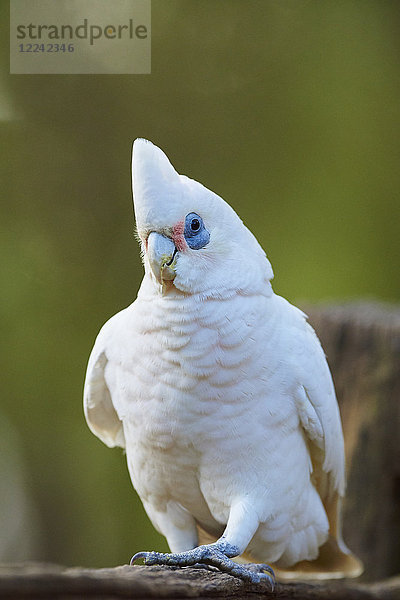 Nasenkakadu  Cacatua tenuirostris  Victoria  Australien