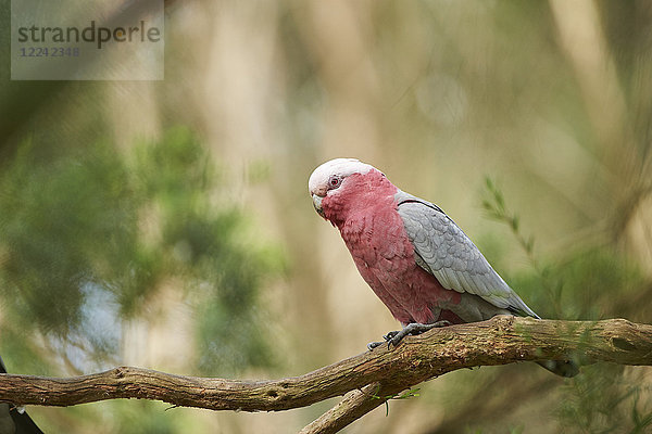 Rosenkakadu  Eolophus roseicapilla  Victoria  Australien