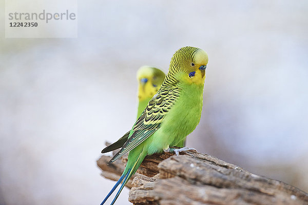 Zwei Wellensittiche  Melopsittacus undulatus  Victoria  Australien