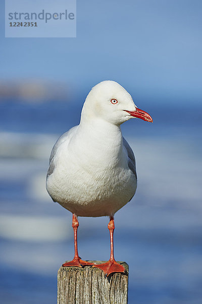 Silberkopfmöwe  Chroicocephalus novaehollandiae  Victoria  Australien