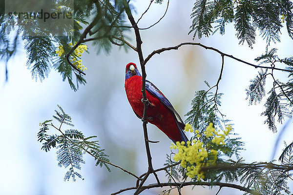 Pennantsittich  Platycercus elegans  Dandenong-Ranges-Nationalpark  Victoria  Australien