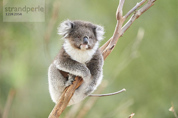 Koala  Phascolarctos cinereus  Victoria  Australien