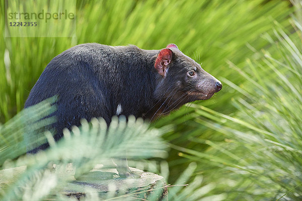 Tasmanischer Teufel  Sarcophilus harrisii  Victoria  Australien