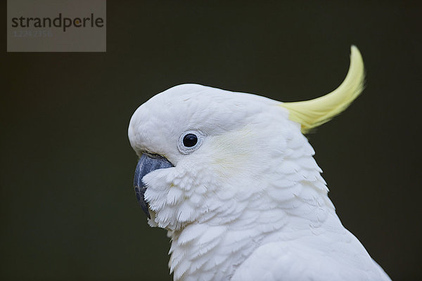 Gelbhaubenkakadu  Cacatua galerita  Dandenong-Ranges-Nationalpark  Victoria  Australien