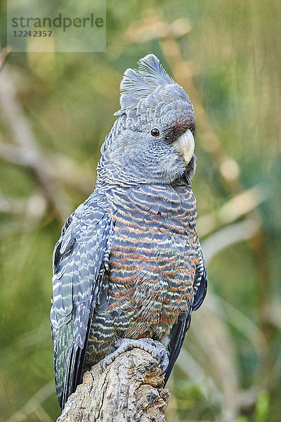 Helmkakadu  Callocephalon fimbriatum  Victoria  Australien