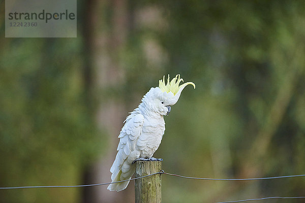 Gelbhaubenkakadu  Cacatua galerita  Dandenong-Ranges-Nationalpark  Victoria  Australien