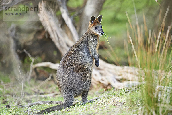 Sumpfwallaby  Wallabia bicolor  Victoria  Australien