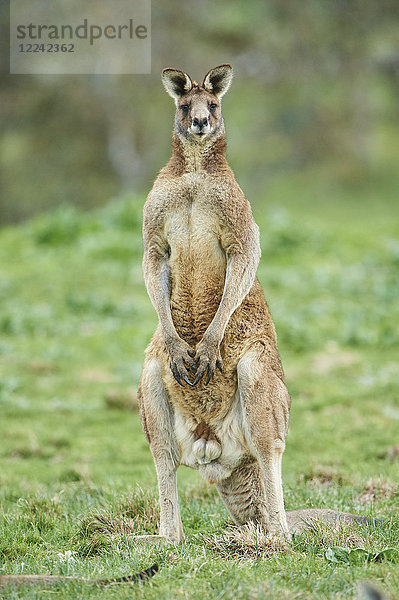 Östliches graues Riesenkänguru  Macropus giganteus  Victoria  Australien