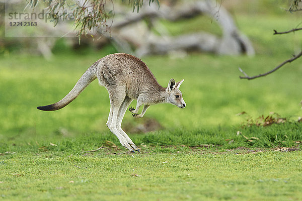 Östliches graues Riesenkänguru  Macropus giganteus  Victoria  Australien