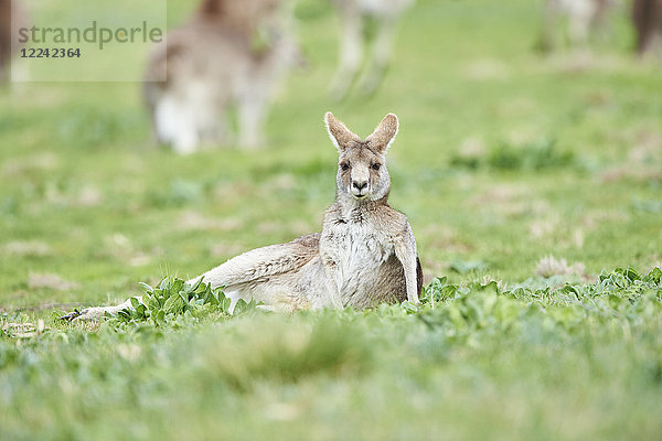 Östliches graue Riesenkängurus  Macropus giganteus  Victoria  Australien