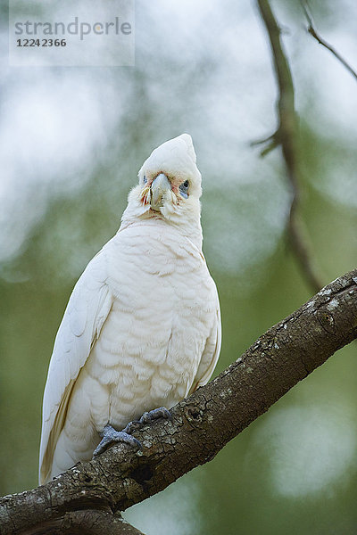 Nasenkakadu  Cacatua tenuirostris  Victoria  Australien