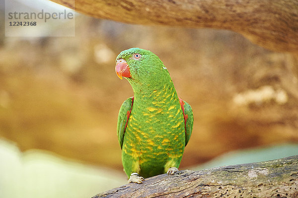 Schuppenlori  Trichoglossus chlorolepidotus  Victoria  Australien