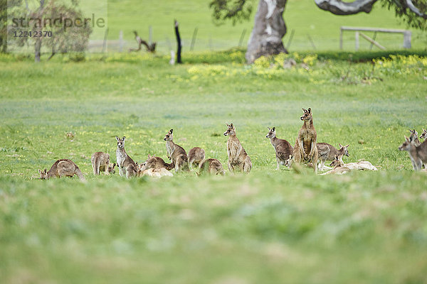 Östliches graue Riesenkängurus  Macropus giganteus  Victoria  Australien