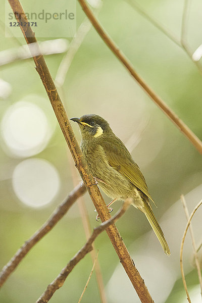 Goldohr-Honigfresser  Meliphaga lewinii  Victoria  Australien