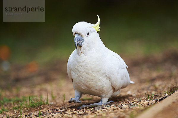 Gelbhaubenkakadu  Cacatua galerita  Dandenong-Ranges-Nationalpark  Victoria  Australien