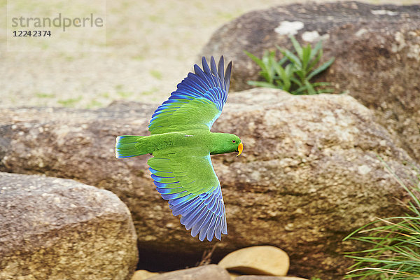 Goldbauchsittich  Neophema chrysogaster  Victoria  Australien