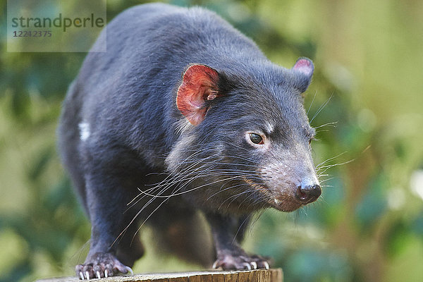 Tasmanischer Teufel  Sarcophilus harrisii  Victoria  Australien