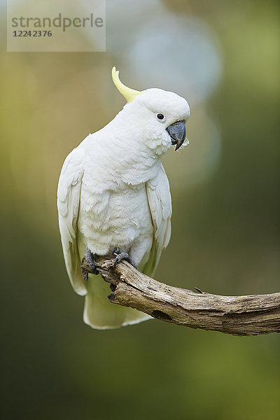 Gelbhaubenkakadu  Cacatua galerita  Dandenong-Ranges-Nationalpark  Victoria  Australien