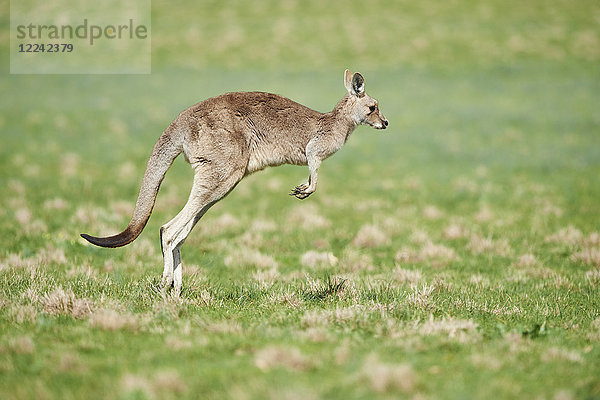 Östliches graues Riesenkänguru  Macropus giganteus  Victoria  Australien