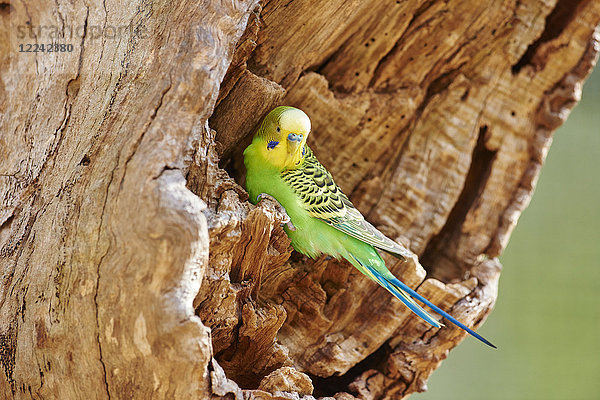 Wellensittich  Melopsittacus undulatus  Victoria  Australien