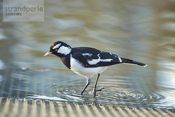 Stelzenmonarch  Grallina cyanoleuca  Victoria  Australien