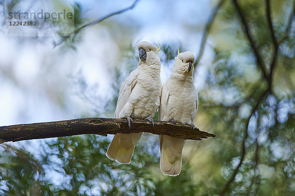 Zwei Gelbhaubenkakadus  Cacatua galerita  Victoria  Australien